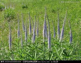 九九国产草视频,探寻中国本土短视频的魅力与影响