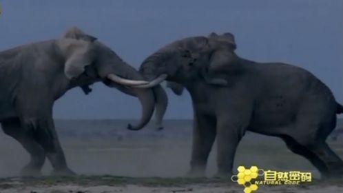 大象视频国产,引领国产影视新潮流