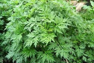 艾草视频野外国产