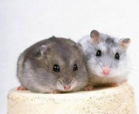 国产仓鼠破坏机器视频,机器破坏大揭秘