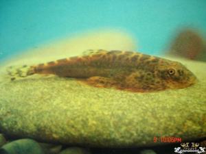 国产网红吸鳅视频,揭秘国产奇观背后的趣味与魅力